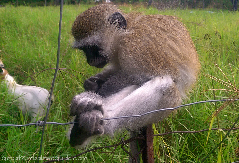 Twala Trust Monkey Horace Zimbabwe Africa