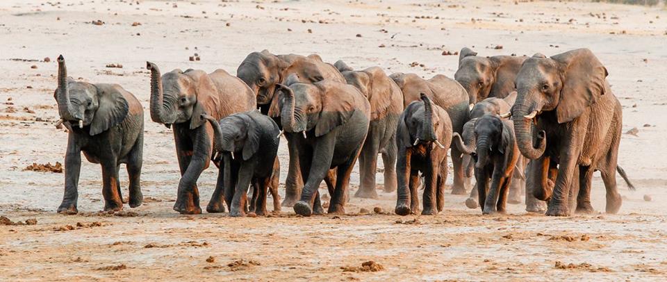 Hwange Zimbabwe Elephants Arturcabral