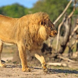 ZIMBABWE-TOUR-LION-HWANGE-NATIONAL-PARK