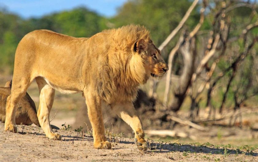 ZIMBABWE-TOUR-LION-HWANGE-NATIONAL-PARK