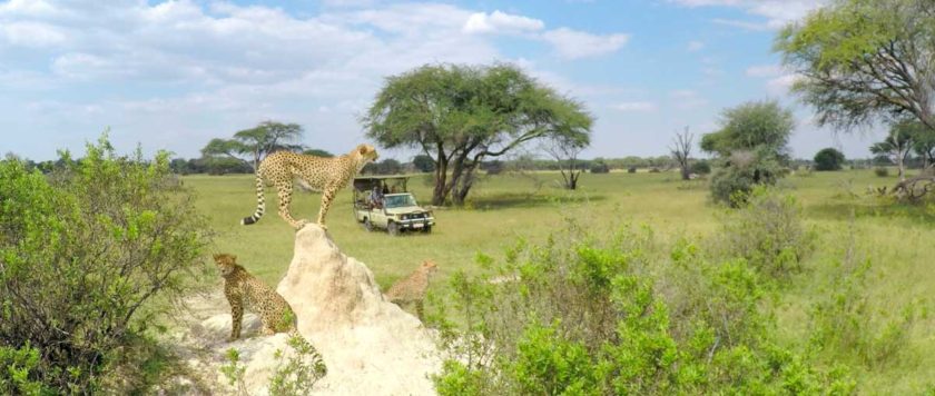 ZIMBABWE-TOURS-CHEETAH-THE-HIDE