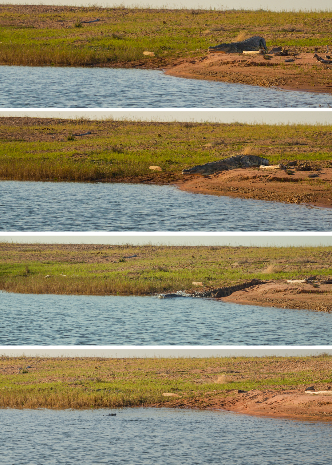 Laka Kariba Zimbabwe Crocodile Game Viewing