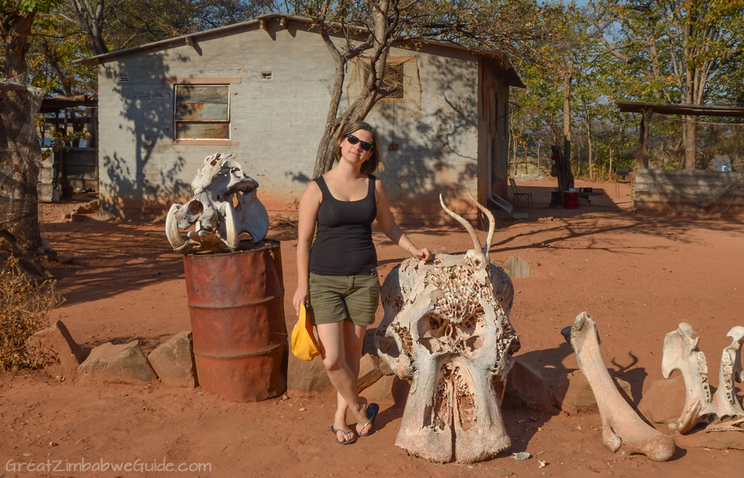 Matusadona National Park Kariba Zimbabwe elephant