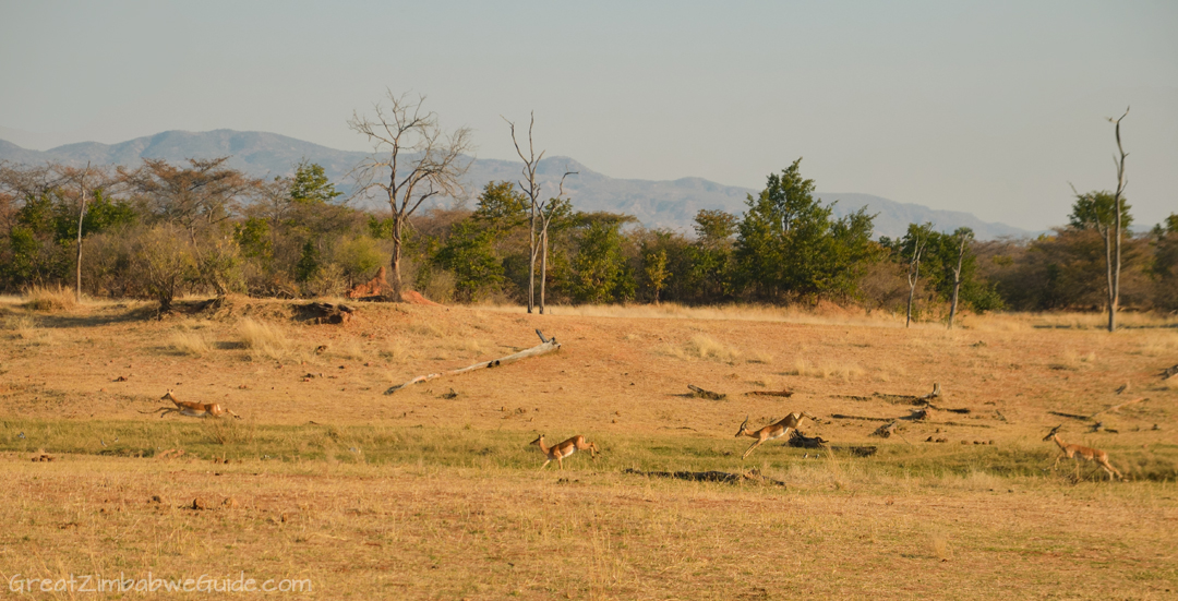 Matusadona National Park Kariba Zimbabwe Impala