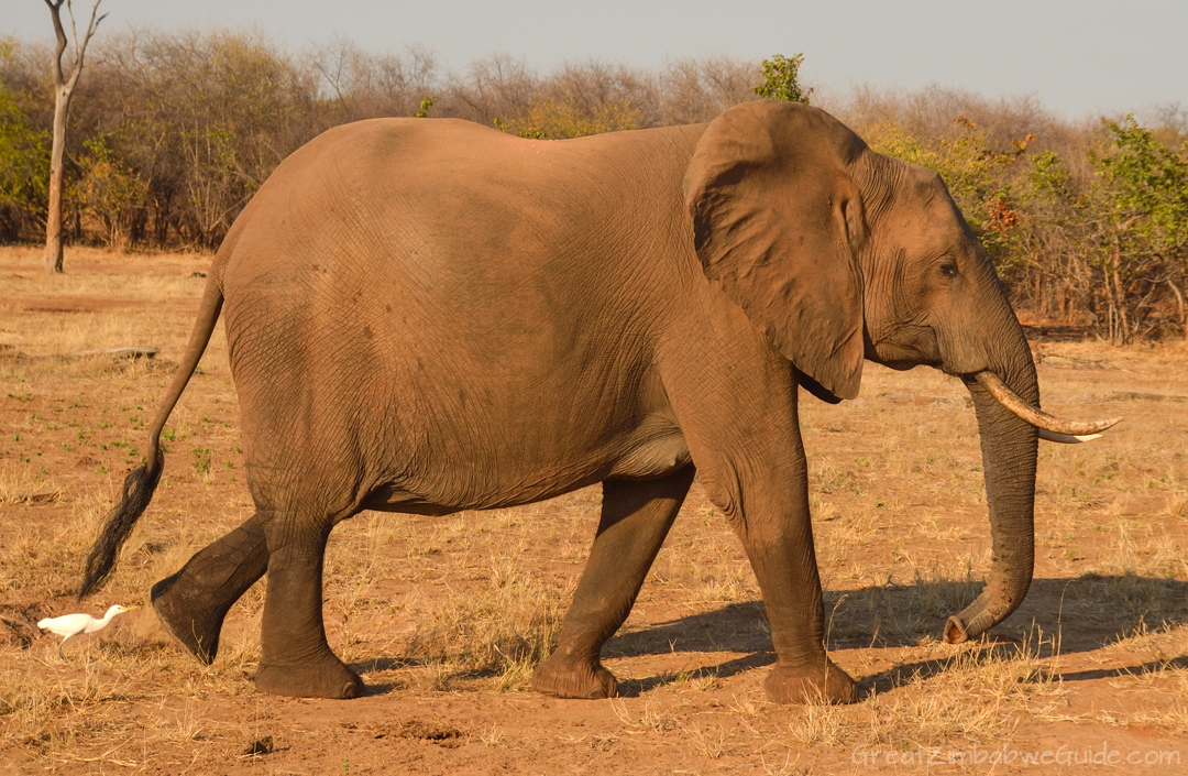 Matusadona National Park Kariba Zimbabwe Elephant