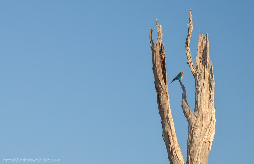 Lake Kariba Zimbabwe Bird Forest