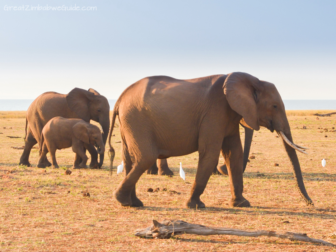 Spurwing Zimbabwe Kariba Game Drive 08