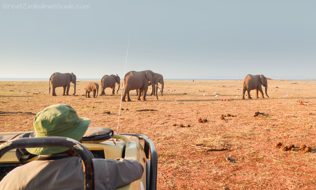 Matusadona National Park Kariba Zimbabwe Elephants