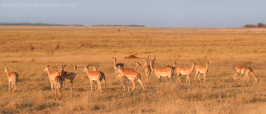 Spurwing Zimbabwe Kariba Game Drive 16