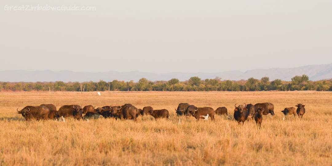 Spurwing Zimbabwe Kariba Game Drive 19