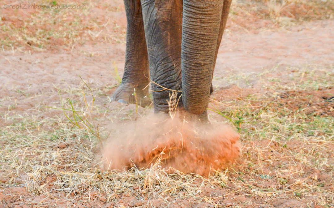 Spurwing Zimbabwe Kariba Game Drive 