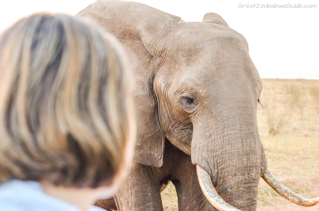 Spurwing Zimbabwe Kariba Game Drive 