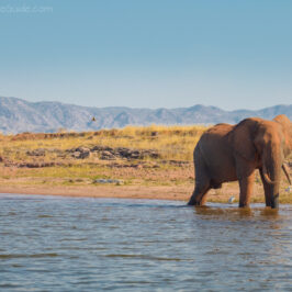 Spurwing Zimbabwe Kariba Game Drive