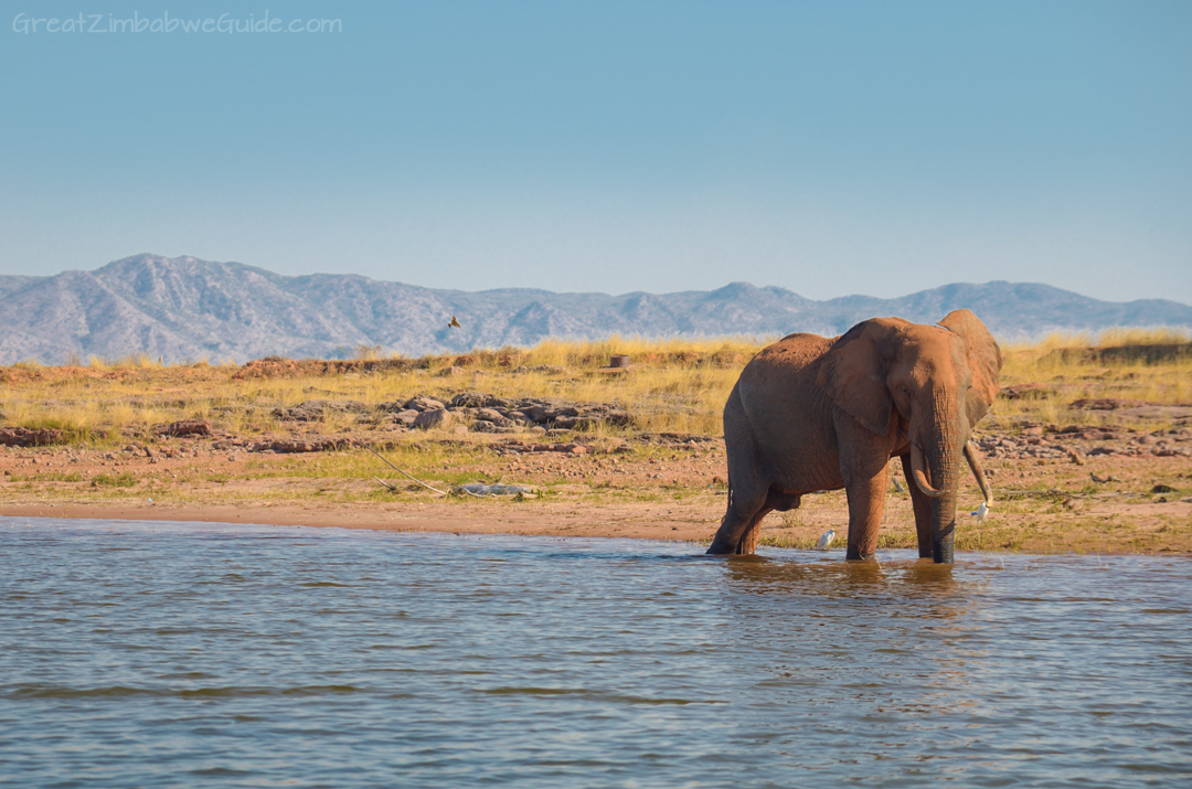 Spurwing Zimbabwe Kariba Game Drive