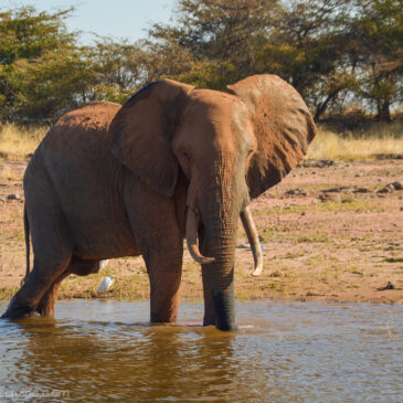 Lake Kariba game cruise: photo post