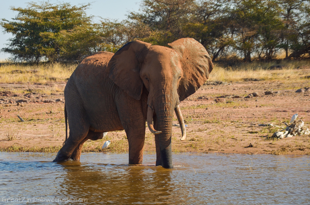 Spurwing Zimbabwe Kariba Game Drive 37