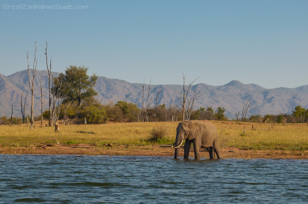 Matusadona National Park Kariba Zimbabwe Wildlife