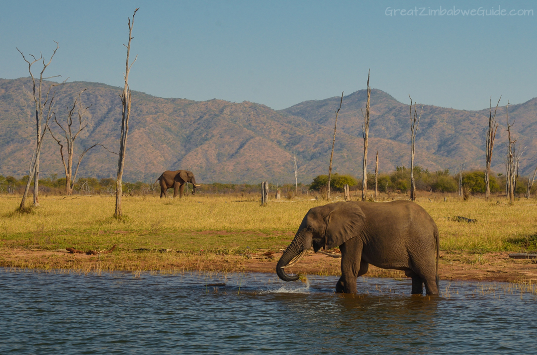 Lake Kariba Zimbabwe Elephant