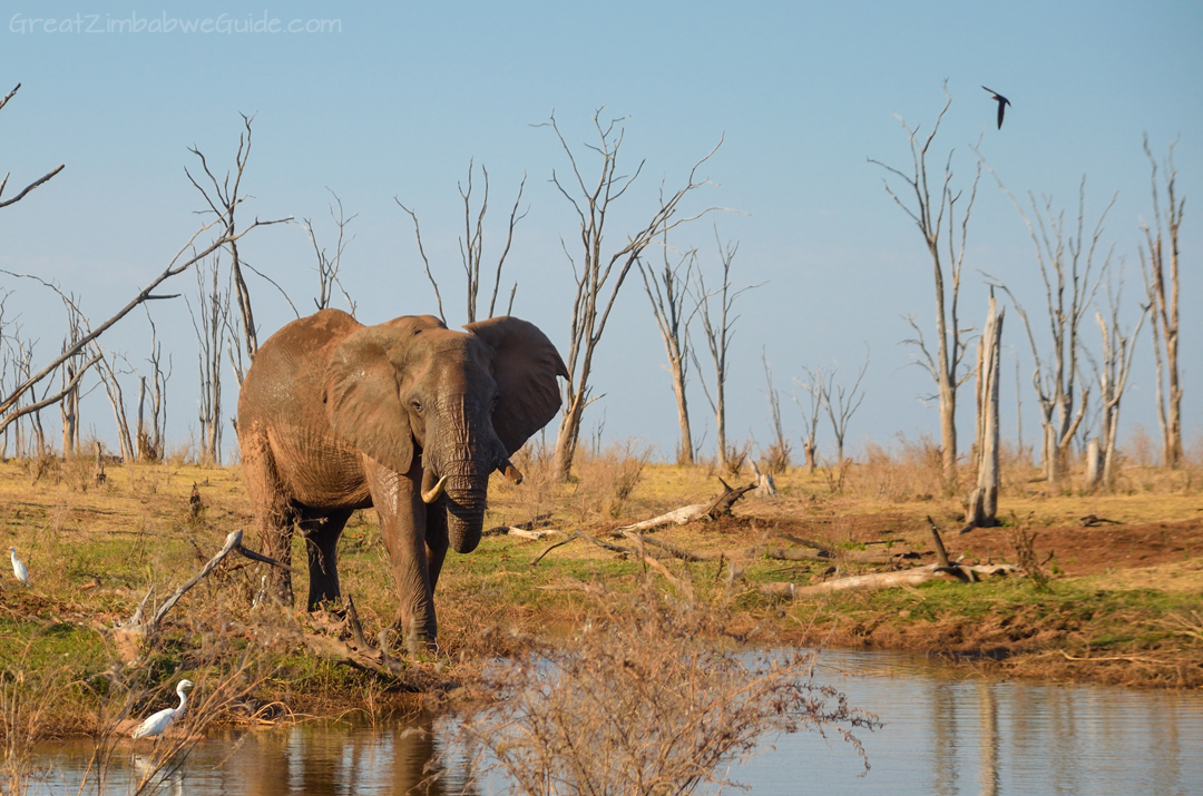 Lake Kariba Zimbabwe Elephant