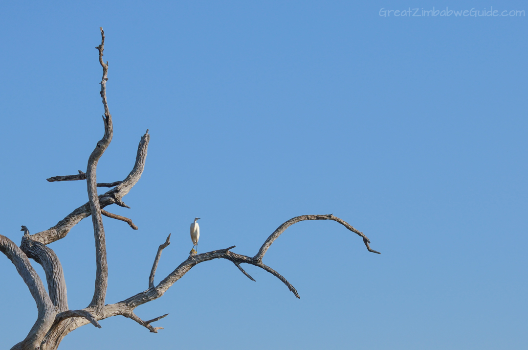 Laka Kariba Zimbabwe Hippo Bird Viewing