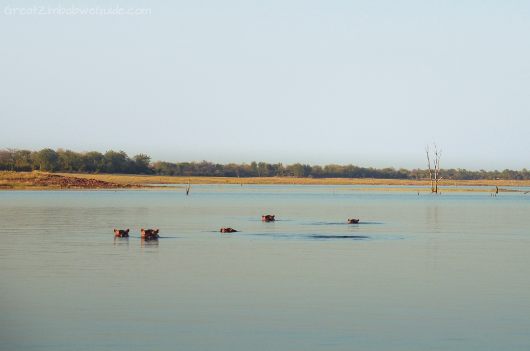 Laka Kariba Zimbabwe Hippo Game Viewing