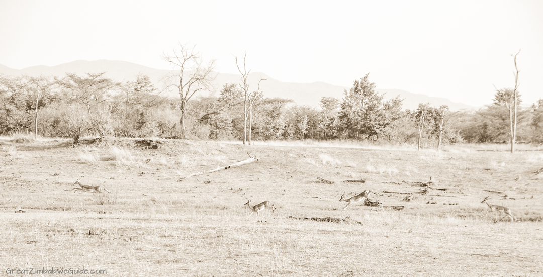 Great Zimbabwe Guide Wildlife Photography Kariba 01