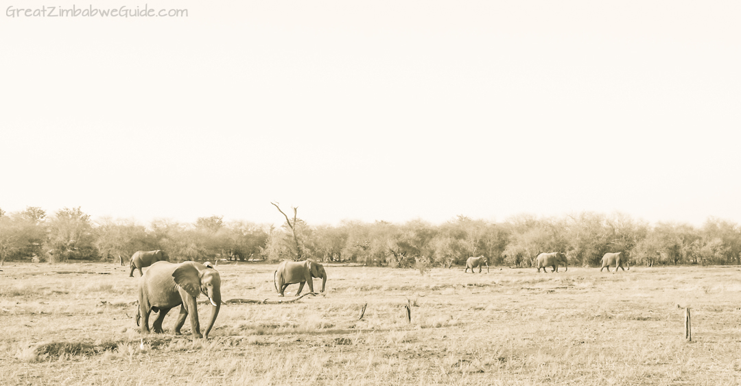 Great Zimbabwe Guide Wildlife Photography Kariba 02