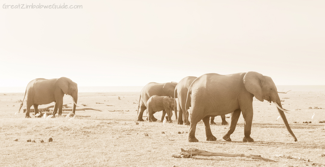 Great Zimbabwe Guide Wildlife Photography Kariba 04