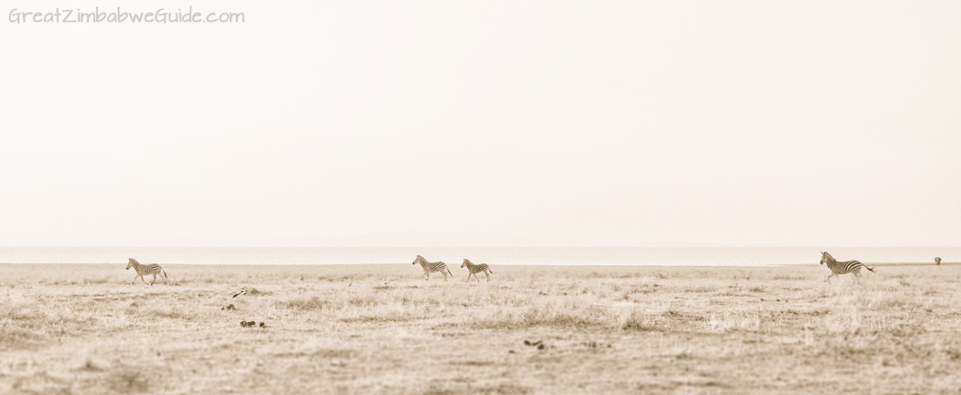 Great Zimbabwe Guide Wildlife Photography Kariba 06