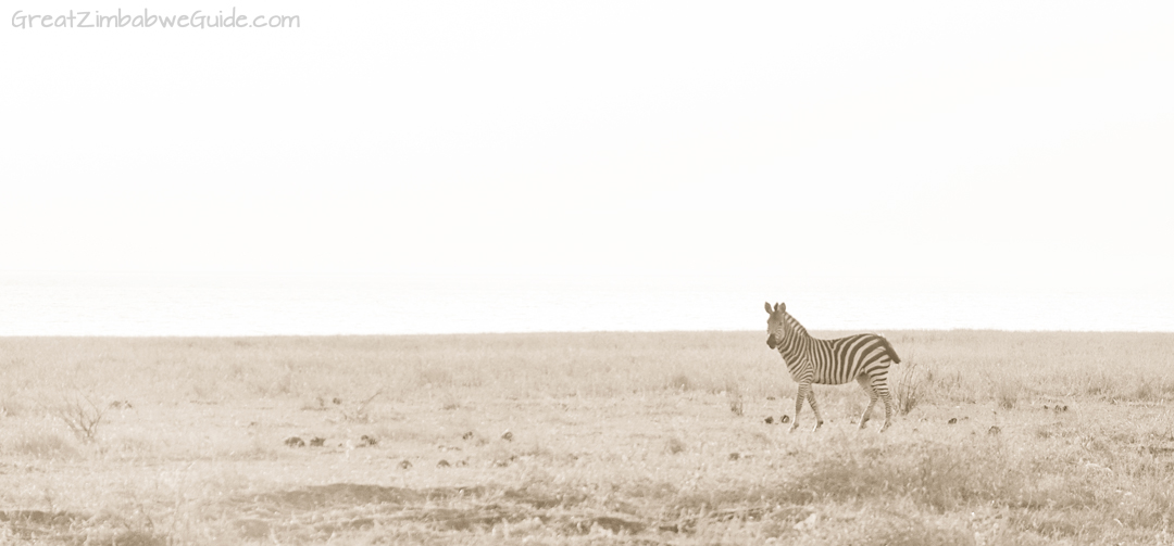 Great Zimbabwe Guide Wildlife Photography Kariba 07