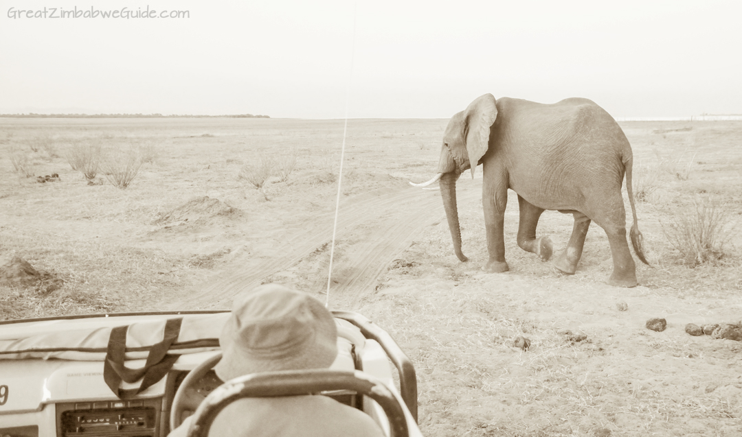 Great Zimbabwe Guide Wildlife Photography Kariba 10