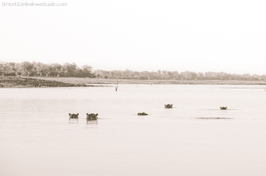 Great Zimbabwe Guide Wildlife Photography Kariba 16