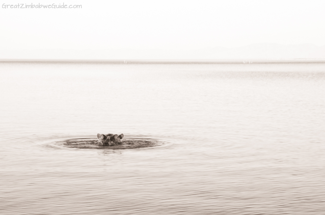 Great Zimbabwe Guide Wildlife Photography Kariba 17