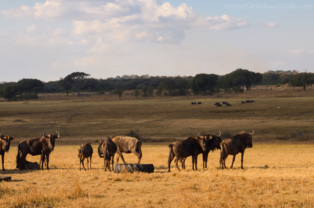 Haka Game Park Harare Zimbabwe 08