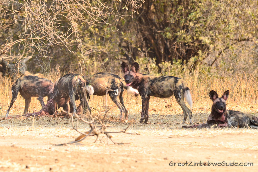 Painted wolves dogs Zimbabwe (2)