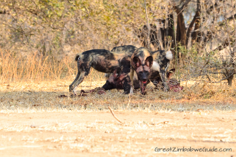 Painted wolves dogs Zimbabwe (3)