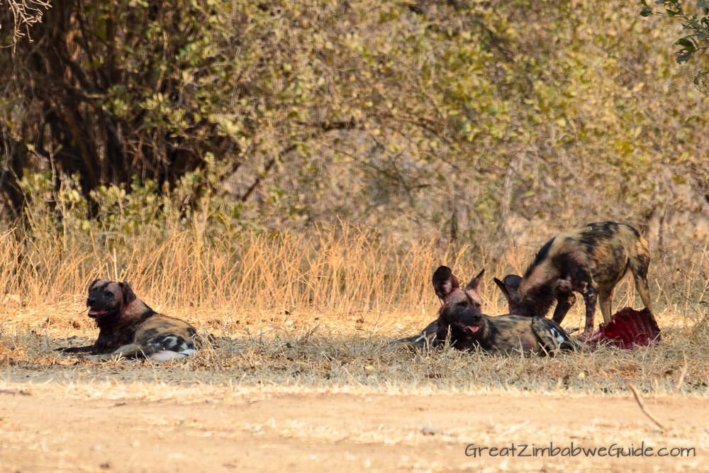 Painted wolves dogs Zimbabwe (6)