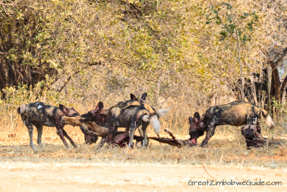 Painted wolves dogs Zimbabwe (7)