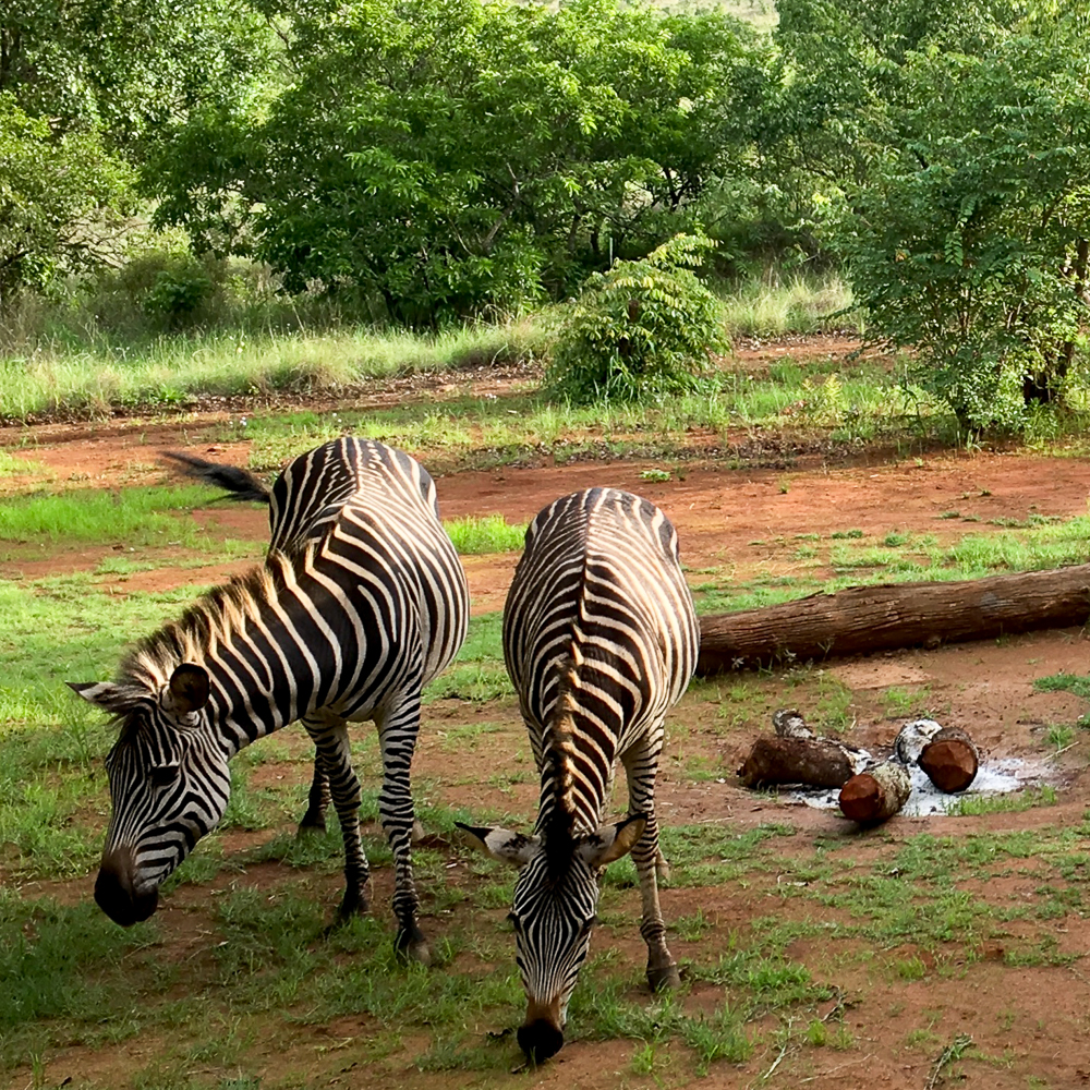 Zimbabwe Zebra Mavhuradona Inspiration-1-16