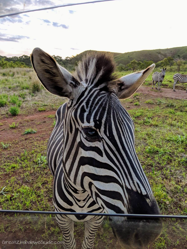 Zimbabwe Zebra Mavhuradonha-1-4