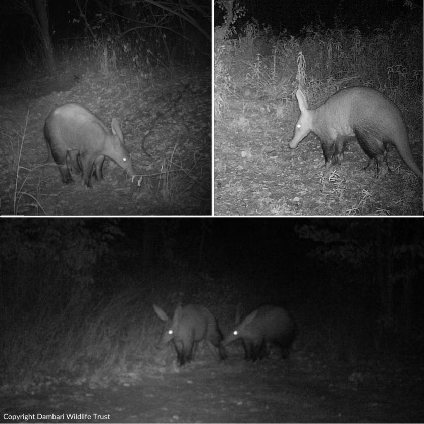 Dambari_Aardvark_Zimbabwe