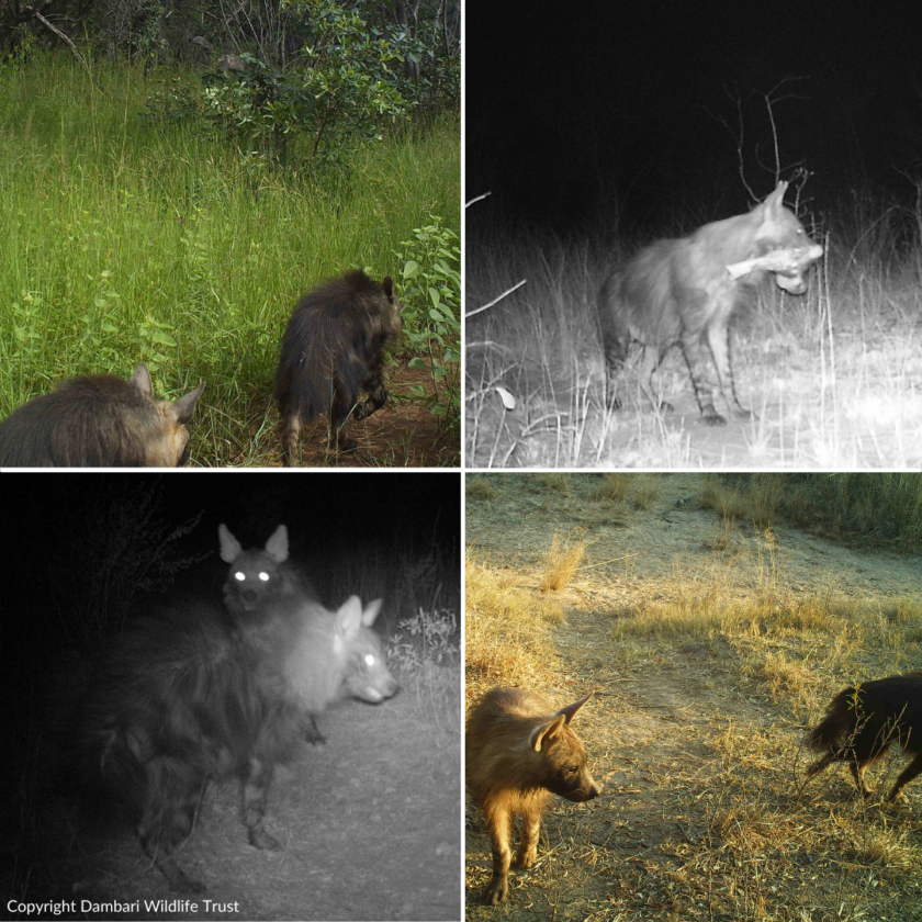 Dambari_Brown Hyena_Zimbabwe