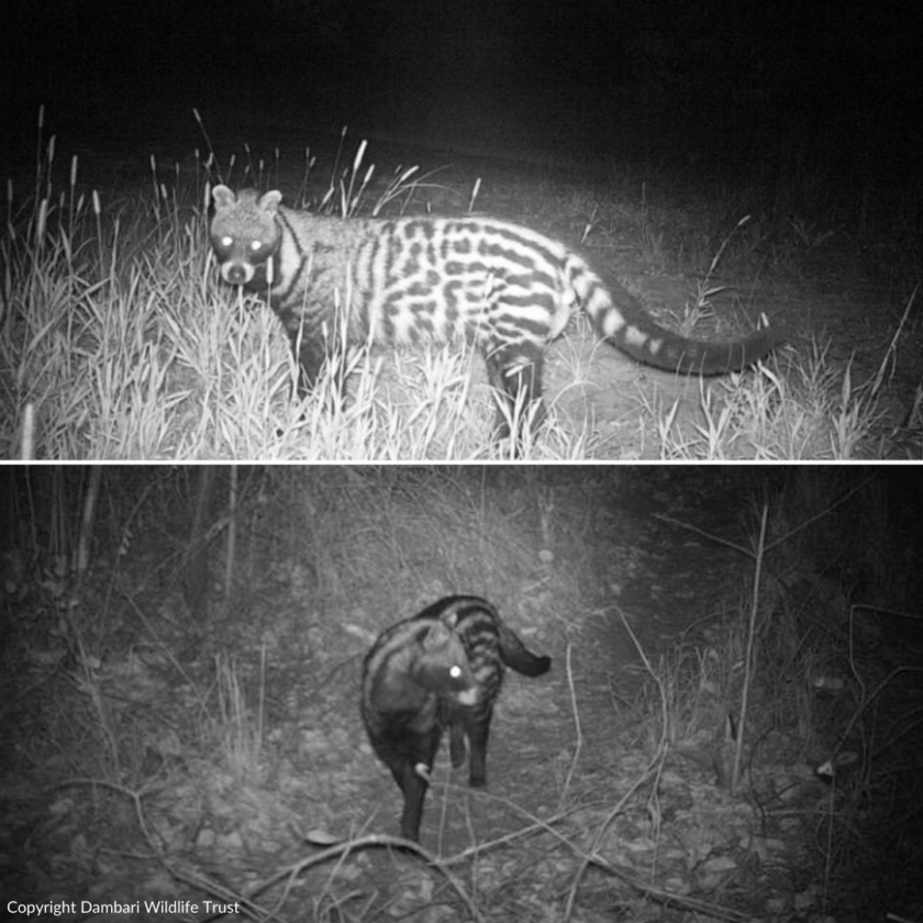 Dambari_Civet_Zimbabwe