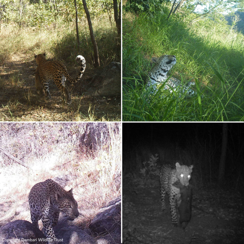 Dambari_Leopard_Zimbabwe