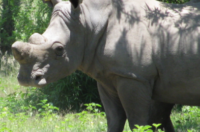 Dambari_Rhino_Zimbabwe