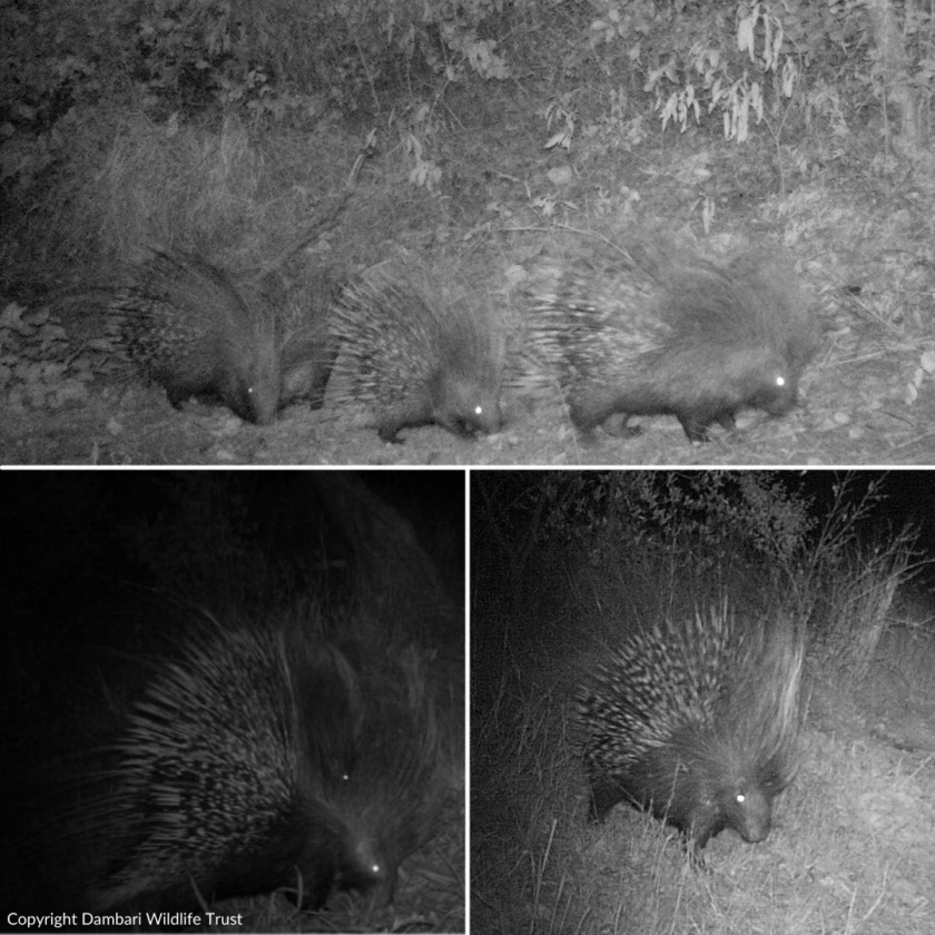 Dambari_porcupine_Zimbabwe