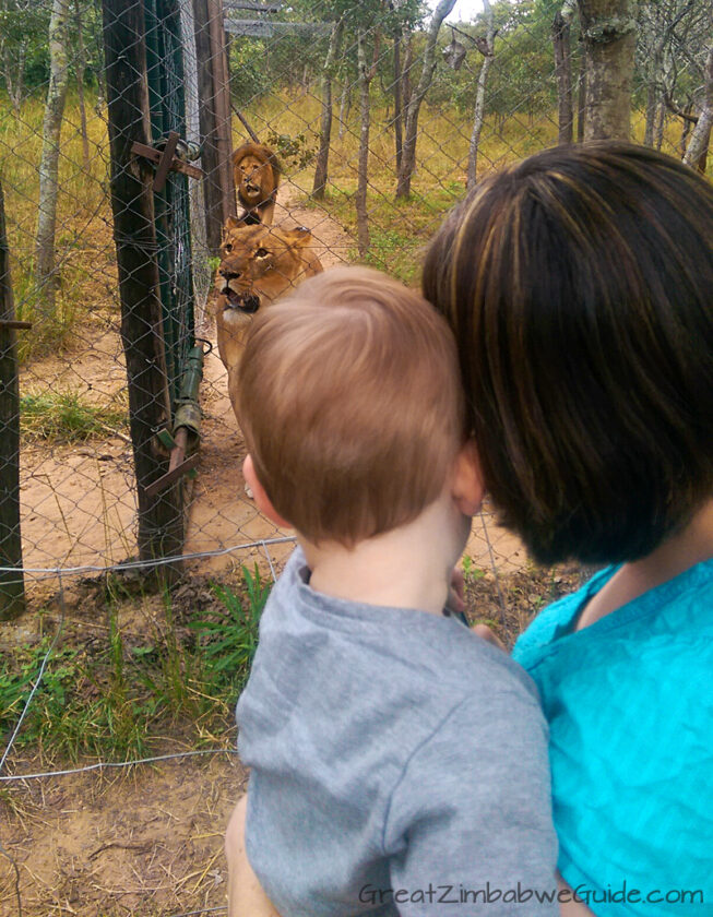 Twala Trust Lions Harare Zimbabwe