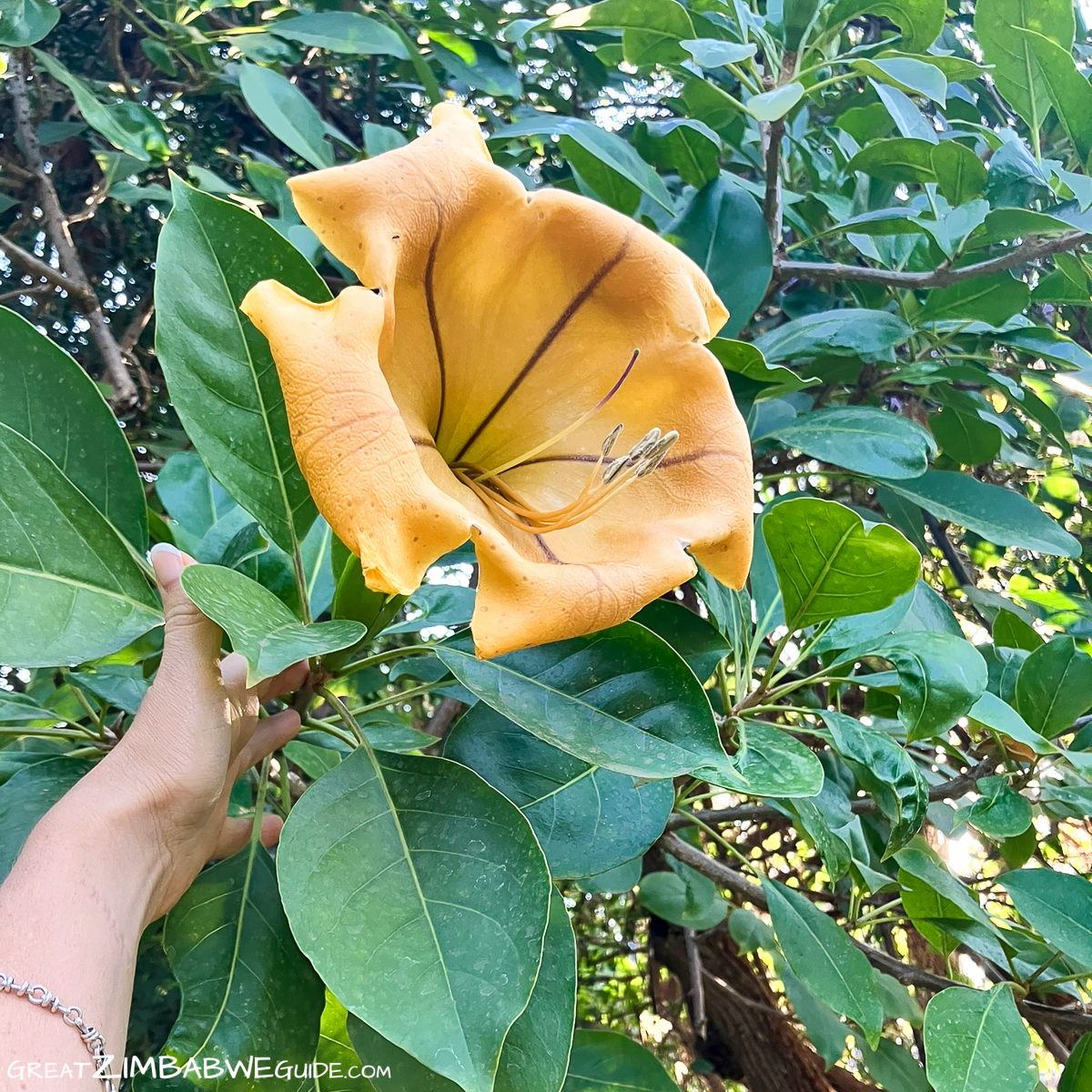 Bulawayo flower Zimbabwe trumpet