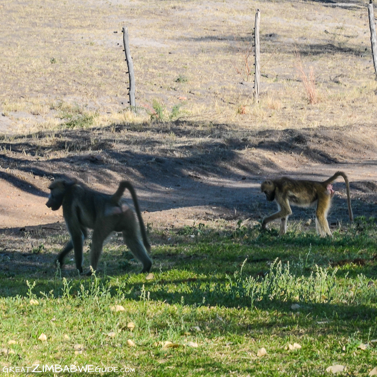 Baboons unfenced camp Hwange National Park Zimbabwe Africa