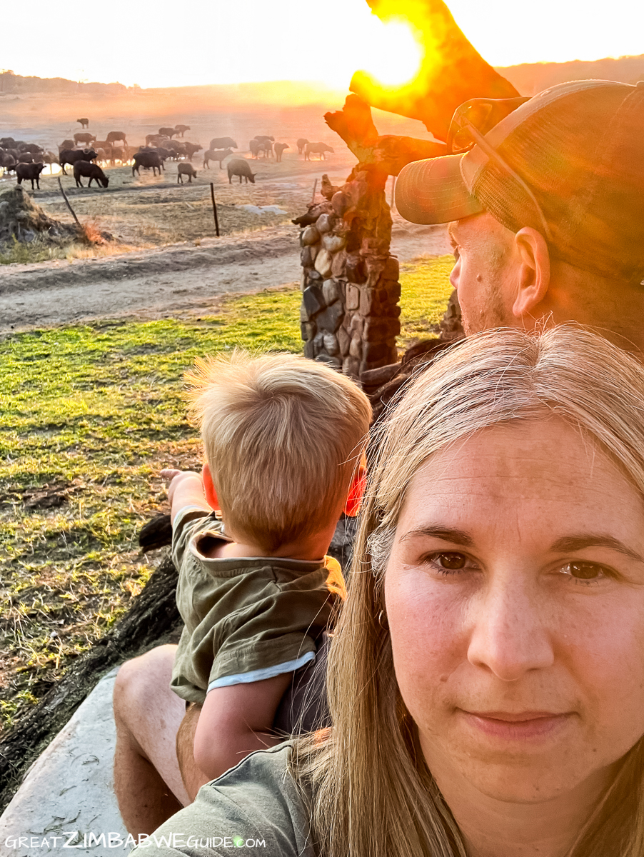 Family watching cape buffalo hwange national park zimbabwe africa
